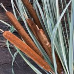 Bulrushes Stems x 5, approx. 80 cm tall, dried