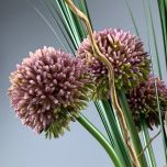 Allium www.BrandonThatchers.co.uk IMG_6333.jpeg