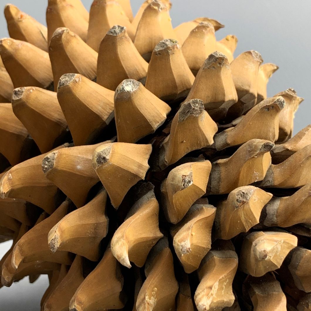 Pine Cone Giant - www.BrandonThathers.co.uk IMG_4023.jpg
