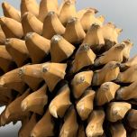 Pine cone Giganticus x 5, approx. 25cm tall