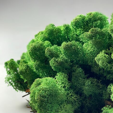 Curly Wood Moss, Green. Dried. Sold in 500g box. Ideal for props, dressing or greens