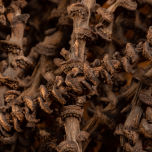 Banana stem - www.BrandonThathers.co.uk 25015-BrandonThatcher-web-size-29-7-20-221.jpg