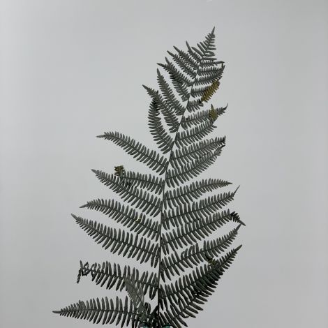 Fern Black/Dark Green, 6 pack, approx. 55 cm length, preserved fronds