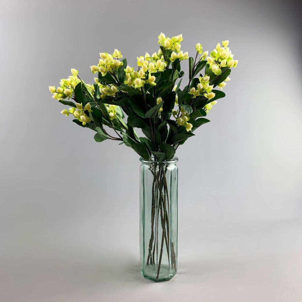Hypericum - www.BrandonThathers.co.uk IMG_1092.jpg