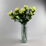 Hypericum - www.BrandonThathers.co.uk IMG_1092.jpg