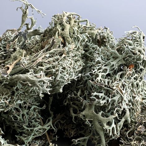 Lichen Tree Moss, silver grey x 700g approx, natural dried floral deco