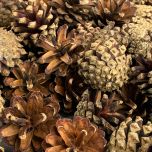 Pine cone - www.BrandonThathers.co.uk IMG_4375.jpg