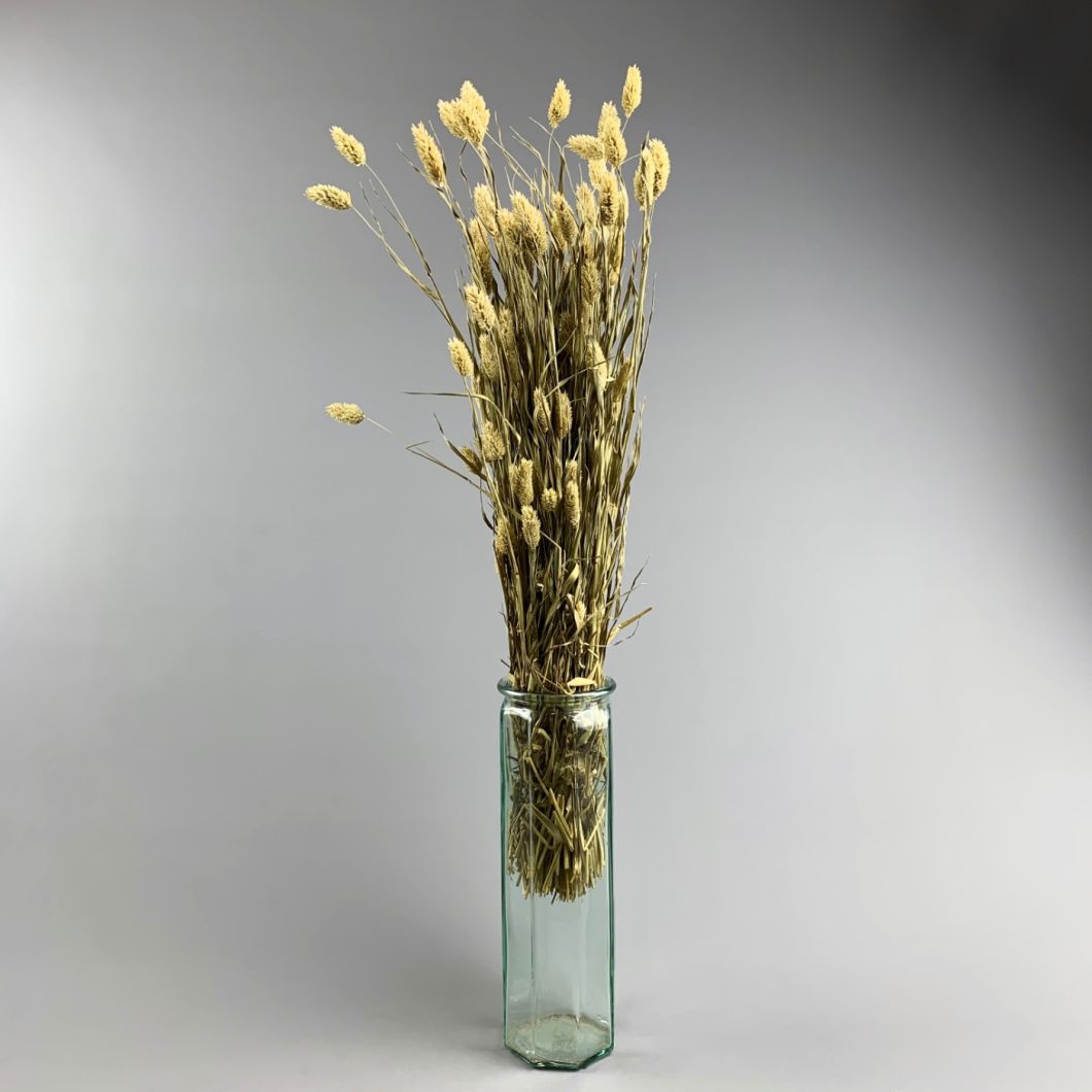 Phalaris, approx. 65 cm - www.BrandonThatch