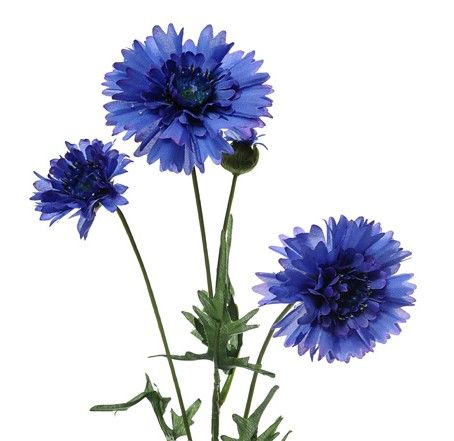 Cornflower blue, 65cm - www.BrandonThatchers.co.uk