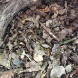 Leaf litter – www.BrandonThatchers.co.uk 