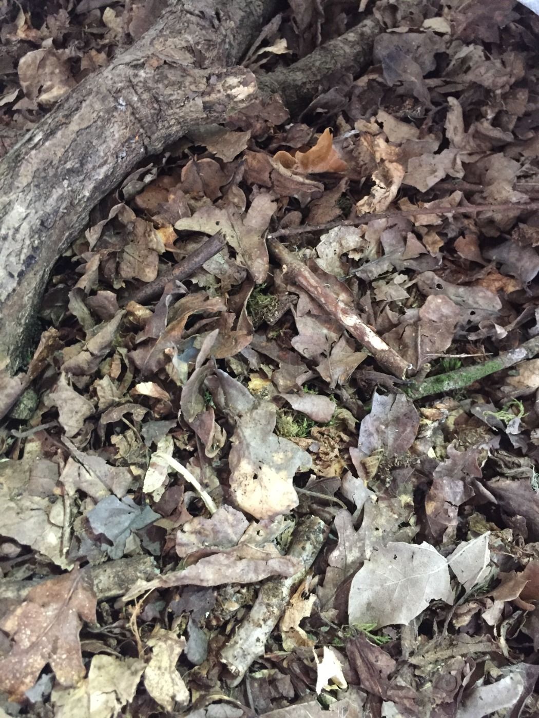 Leaf litter – www.BrandonThatchers.co.uk 