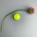 Allium www.BrandonThatchers.co.uk IMG_6324.jpg