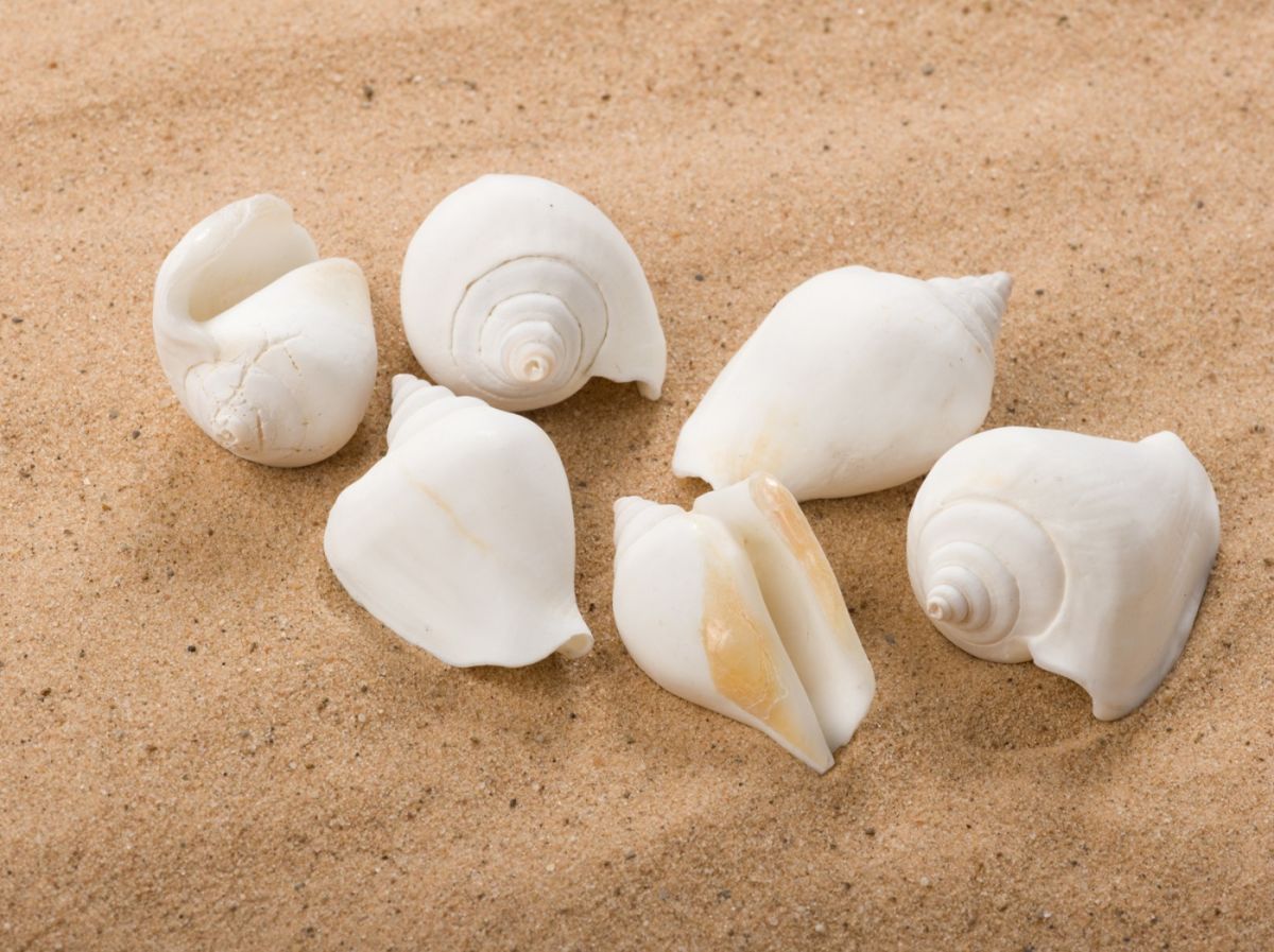 Frothy Champagne Seashell, Approx. 30-40mm Dia