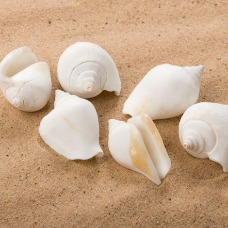 Frothy Champagne Seashell, Approx. 30-40mm Diameter by 50-60mm long