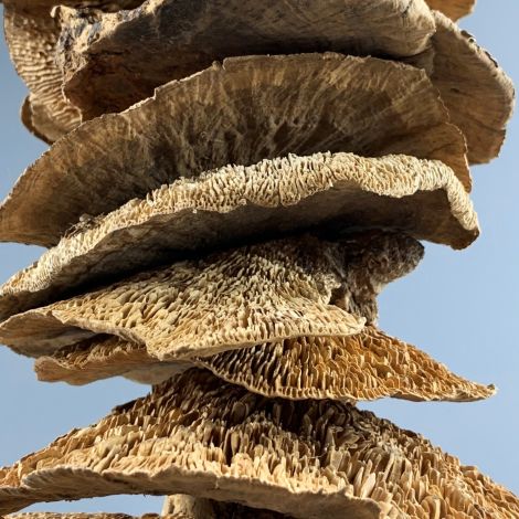 Sponge Mushroom Garland approx. 100 cm long by 15 cm diameter. Natural Dried Floral Deco