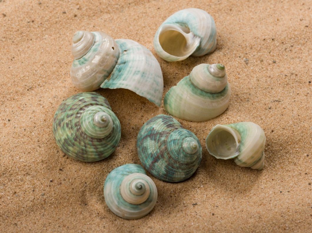 Emerald Twist - www.BrandonThathers.co.uk SHELL EMERALD SNAIL.jpg