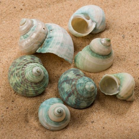 Emerald Twist Seashell, Approx. 20 - 30 mm diameter