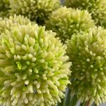 Allium www.BrandonThatchers.co.uk IMG_6347.jpeg