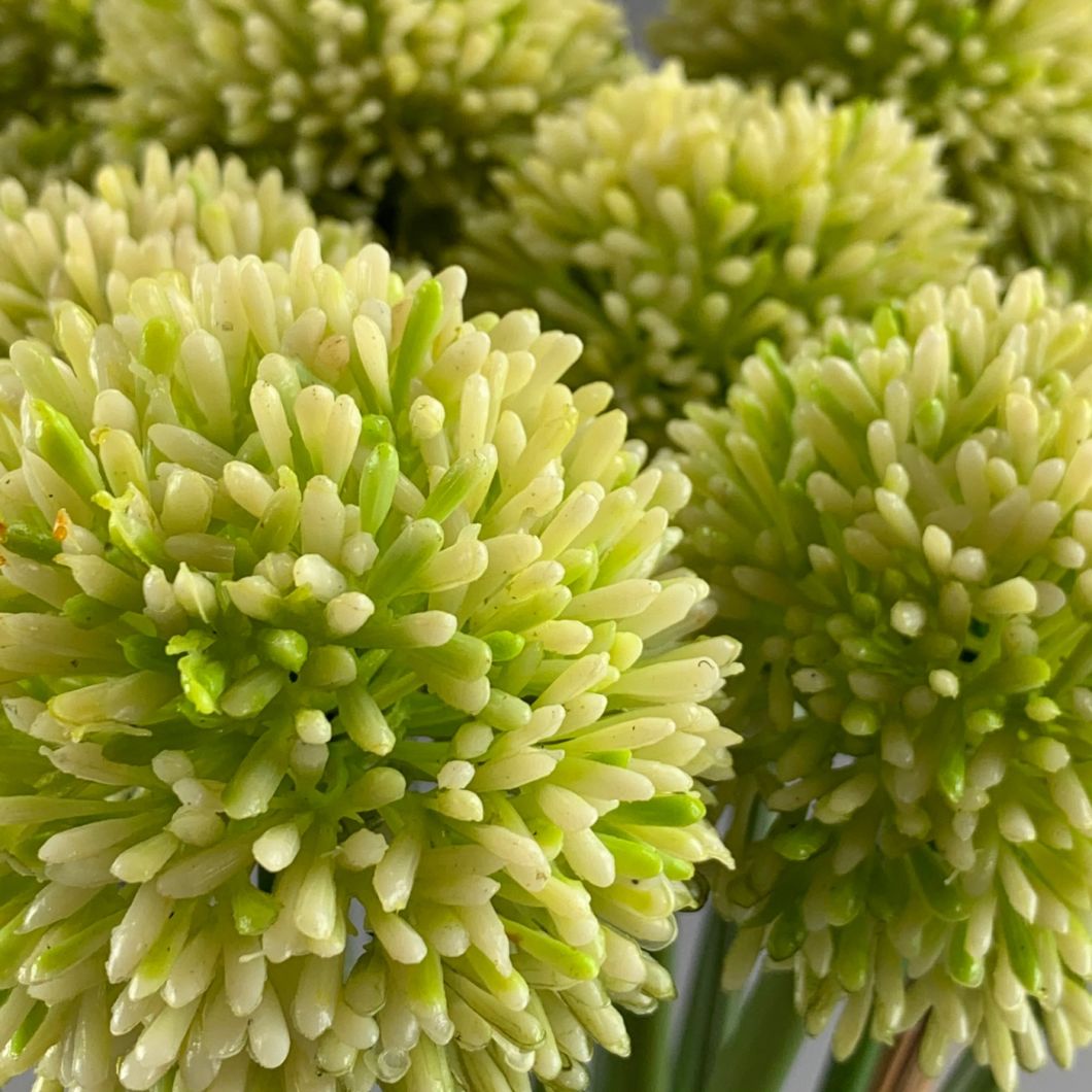 Allium www.BrandonThatchers.co.uk IMG_6347.jpeg