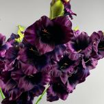 Gladiola, Damson 96 cm - www.BrandonThatchers.co.uk IMG_0732.jpeg