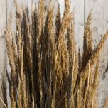 Water Reed Bundle – www.BrandonThatchers.co.uk Water Reed Bundle – www.BrandonThatchers.co.uk