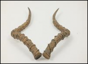 Antilope-Horn-42x20x6-e1506606465720.png