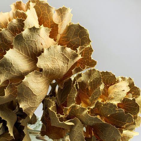 Victoria Hakea, approx. 35cm long by 20 cm wide dried leaf head