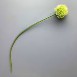 Allium www.BrandonThatchers.co.uk IMG_6342.jpg