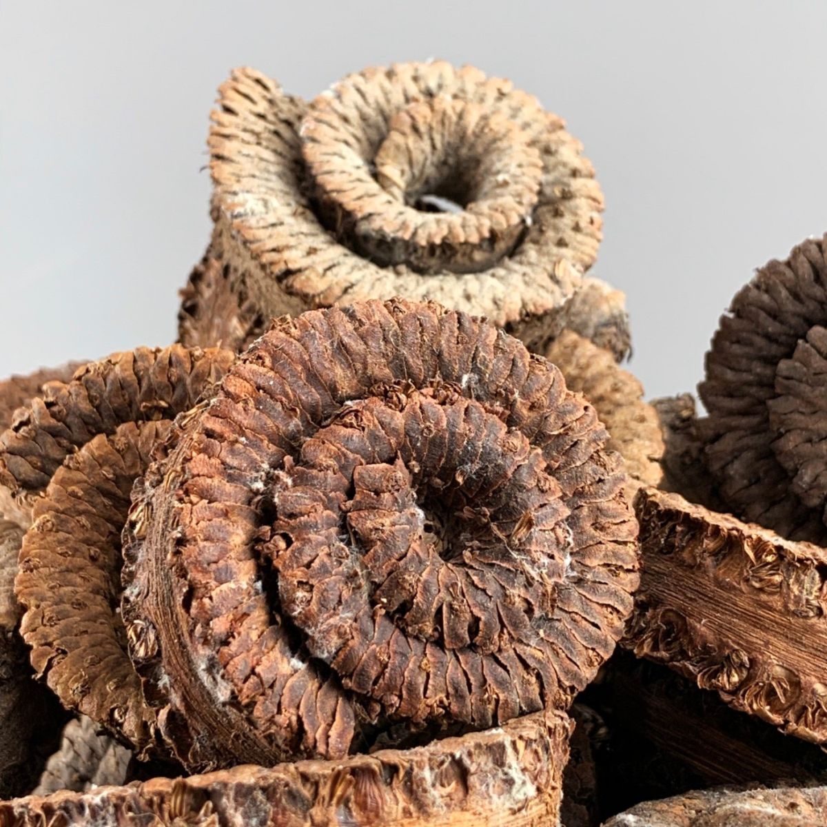 Rams Horn Ring x 5, approx. 6 cm diameter