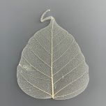 Skeletal Leaf - www.BrandonThathers.co.uk IMG_4464.jpg