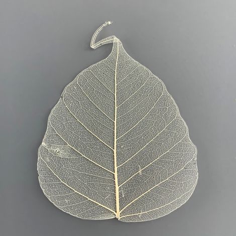 Skeletal Leaves x 25+, approx. 6 - 10cm tall, natural, dried floral 
