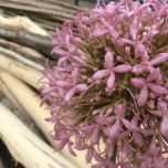 Allium Giant Blush Pink, 12 cm head www.BrandonThatchers.co.uk Allium Giant Blush Pink, 12 cm head www.BrandonThatchers.co.uk
