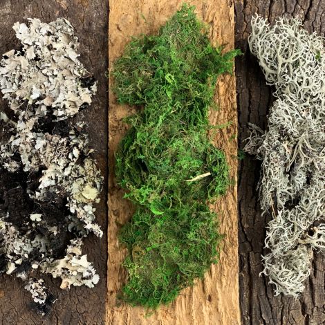 Lichen Moss Mix-Up Variety Box, 650-gram. Natural dried floral deco moss - three types per box
