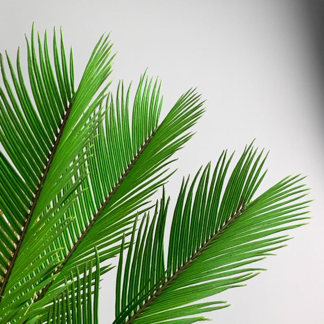 Cycas Palm - www.BrandonThathers.co.uk IMG_0814.jpeg