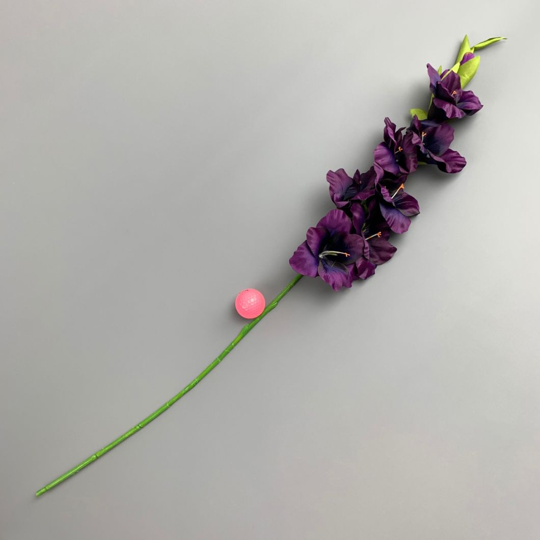 Gladiola, Damson 96 cm - www.BrandonThatchers.co.uk IMG_0740.jpg