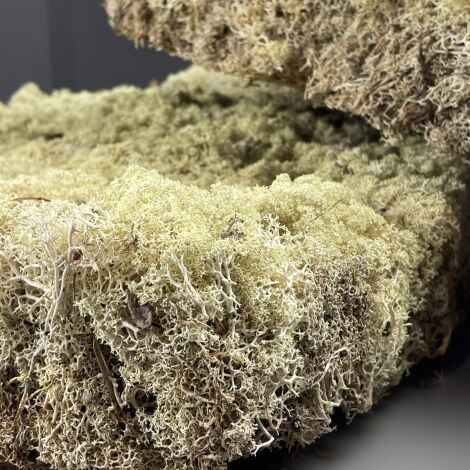 Reindeer Moss Sheet. Natural dried floral deco. (Box of 2)