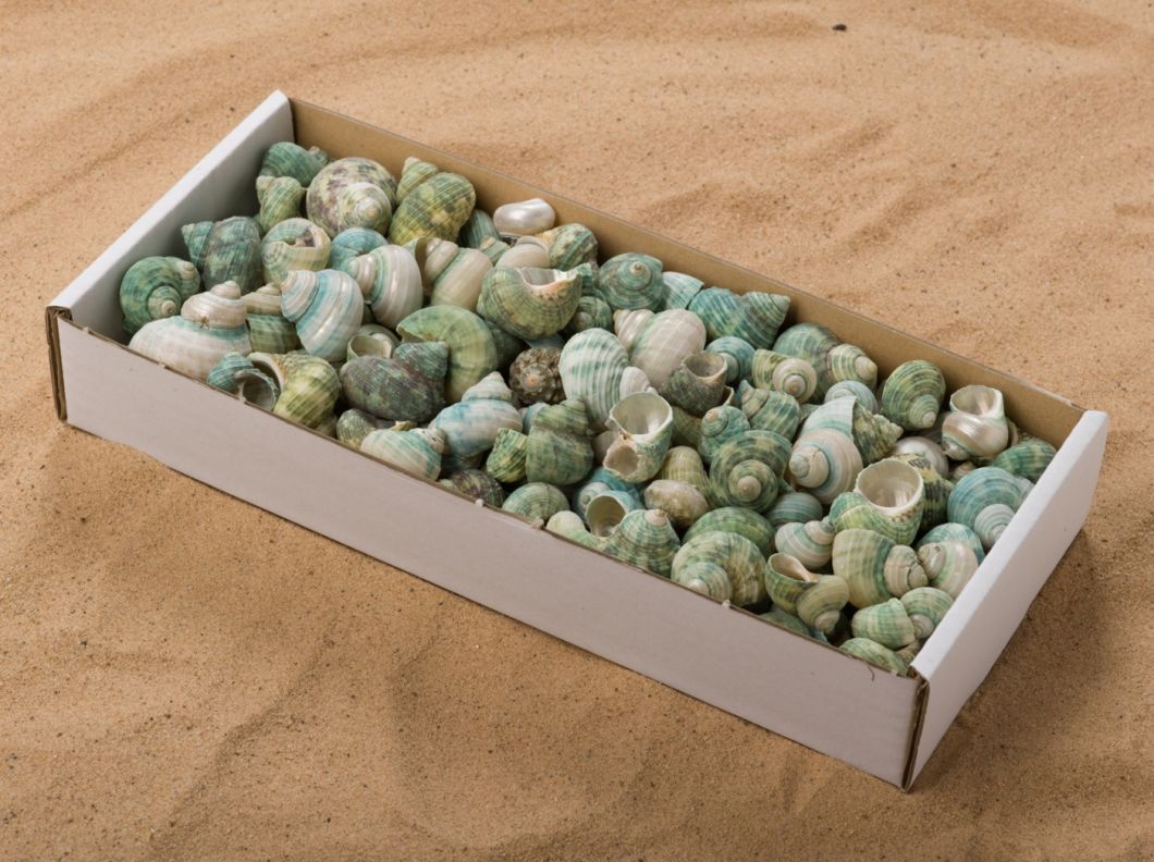 Emerald Twist - www.BrandonThathers.co.uk SHELL EMERALD SNAIL BOX.jpg