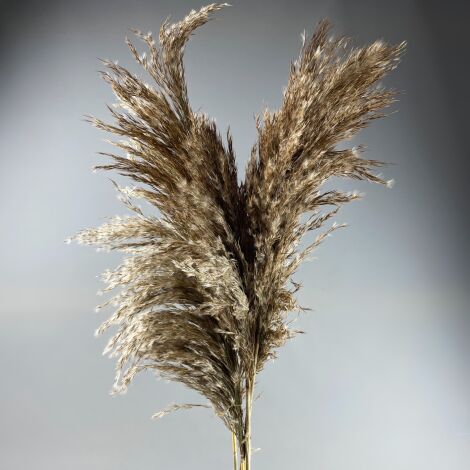 Pampas Grass - Wild Wool x 5 stems, 1.1m long dried bunch.