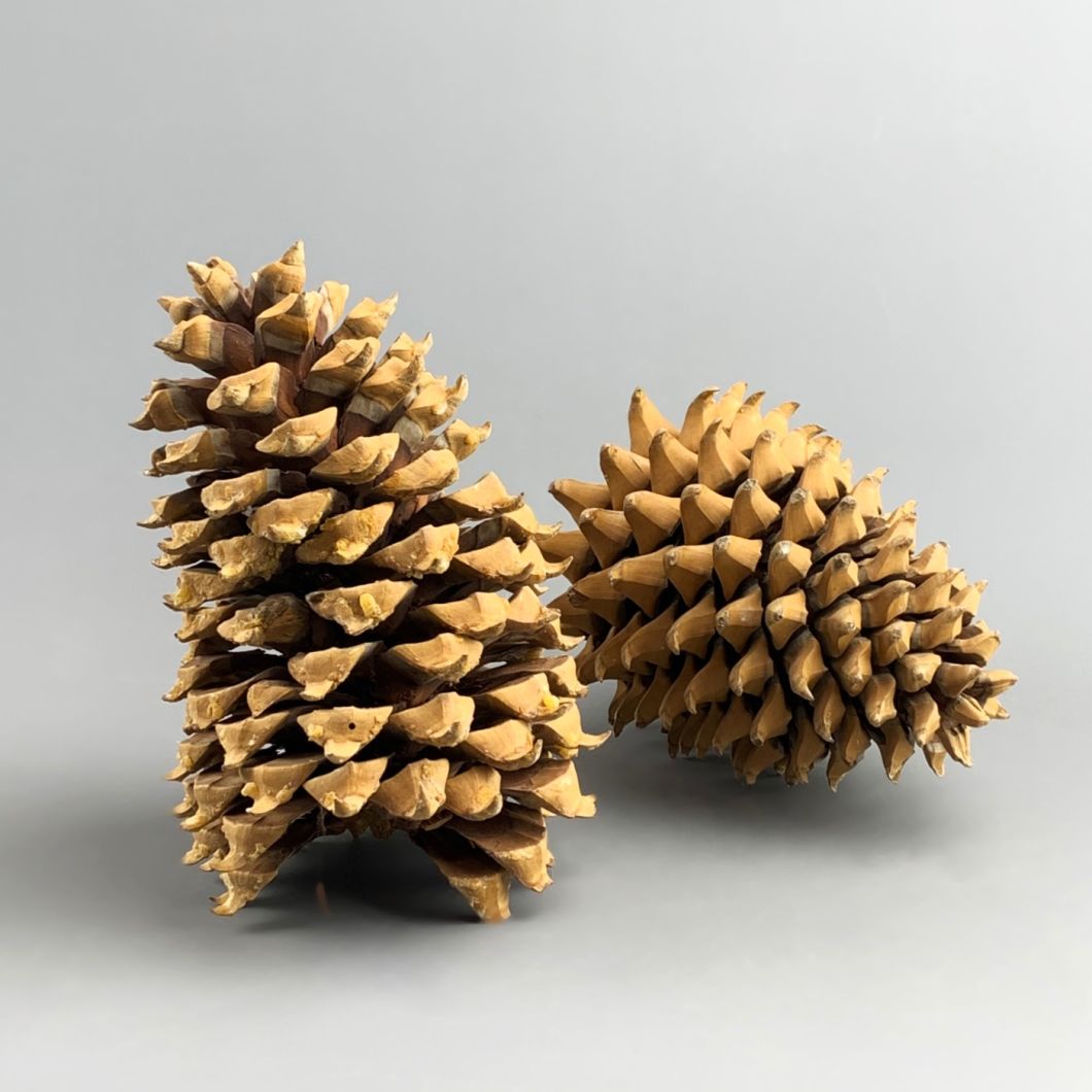 Pine Cone Giant - www.BrandonThathers.co.uk IMG_4016.jpg