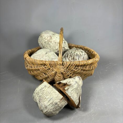 Green Wash Coconut Husk, approx. 15cm diameter, natural, dried floral deco