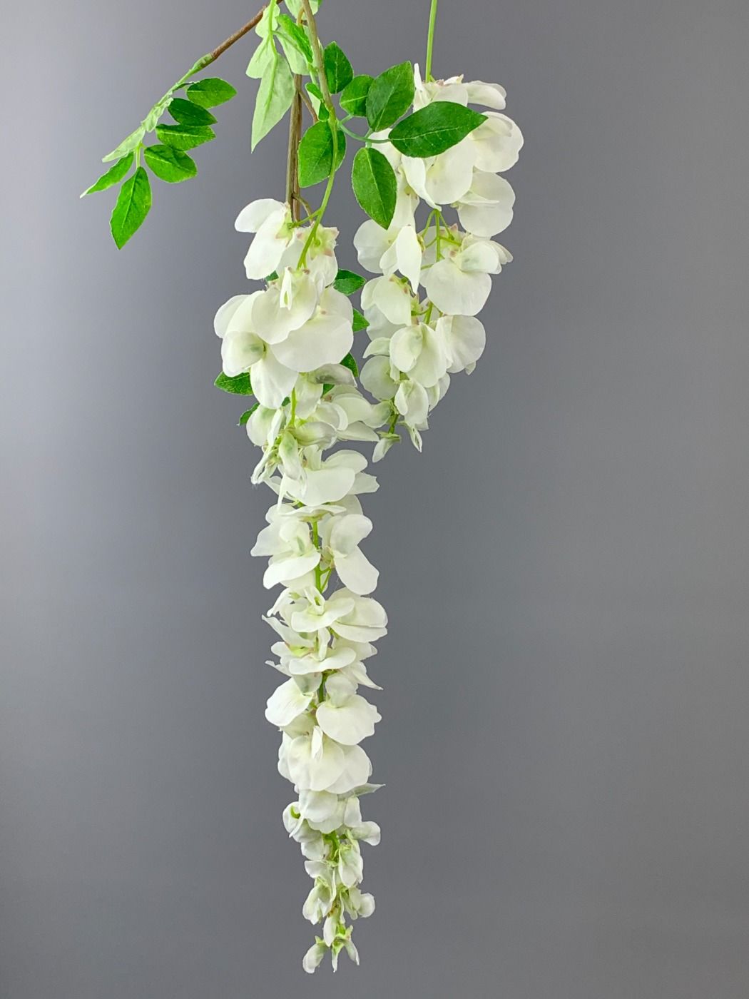 Wisteria Cream - www.BrandonThathers.co.uk IMG_0511.jpeg