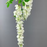 Wisteria Cream - www.BrandonThathers.co.uk IMG_0511.jpeg