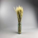 Wheat, Bearded, approx.66 cm - www.BrandonThatchers.co.uk IMG_1334.jpg