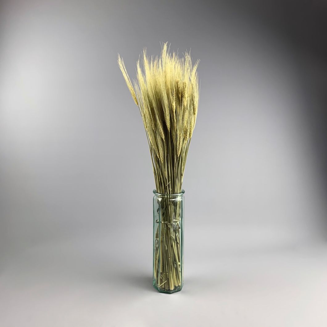 Wheat, Bearded, approx.66 cm - www.BrandonThatchers.co.uk IMG_1334.jpg