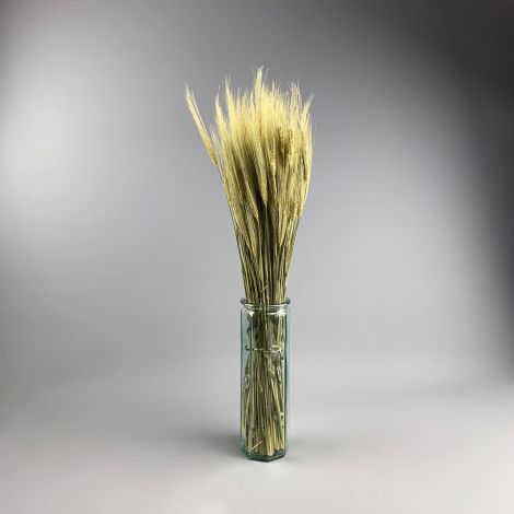 Wheat Bearded, approx. 66 cm tall by 20 cm wide dried cereal bundle