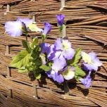 pansy1-e1536846112834.jpg pansy1-e1536846112834.jpg