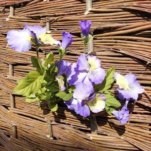 pansy1-e1536846112834.jpg pansy1-e1536846112834.jpg
