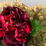 Plum Hydrangea - www.BrandonThathers.co.uk IMG_0957.jpg