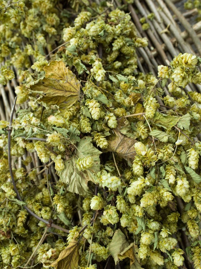 Hop Vine 3 m long with leaves and flowers. Natural dried