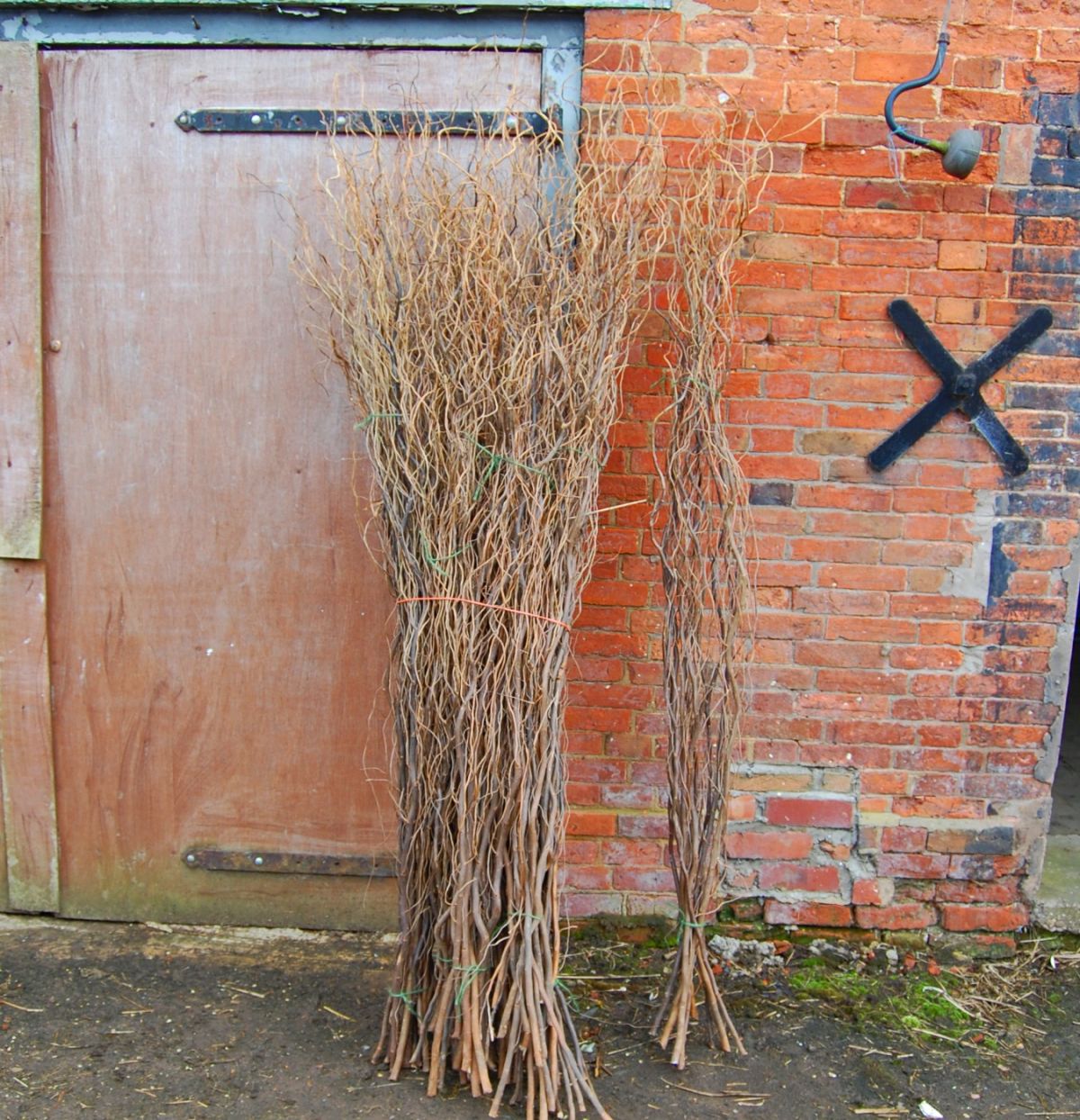 Contorted Willow x 10 stems, approx. mixture 1.2 m to 2.5 m tall